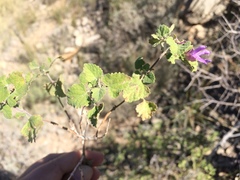 Salvia pinguifolia