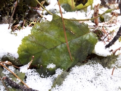 Alnus incana tenuifolia