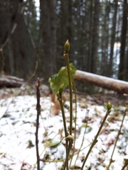 Alnus incana tenuifolia