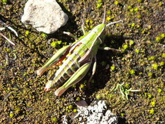 Alpinacris tumidicauda