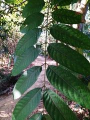 Sapindus mukorossi