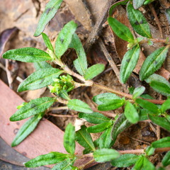 Persicaria prostrata