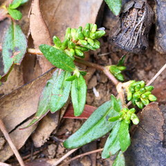 Persicaria prostrata