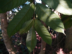 Sapindus mukorossi