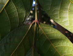 Sapindus mukorossi