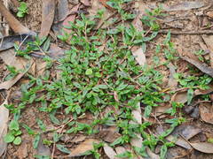 Persicaria prostrata