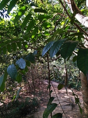 Sapindus mukorossi