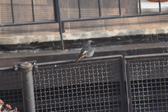 Phoenicurus ochruros