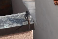 Phoenicurus ochruros