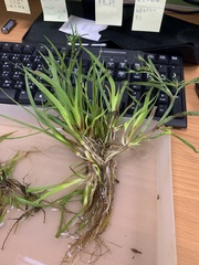 Juncus prismatocarpus leschenaultii