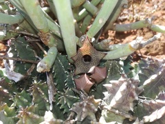 Huernia thuretii