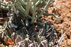 Huernia thuretii