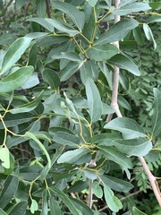 Rhoicissus revoilii