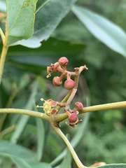 Rhoicissus revoilii