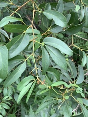 Rhoicissus revoilii