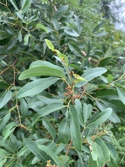 Rhoicissus revoilii