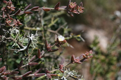 Delosperma ecklonis