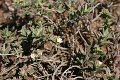 Delosperma ecklonis