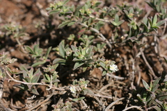 Delosperma ecklonis