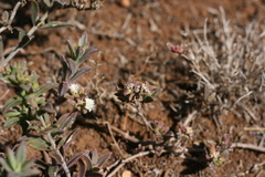Delosperma ecklonis