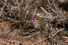 Trichodiadema intonsum