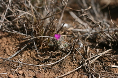 Trichodiadema intonsum