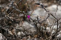 Trichodiadema intonsum