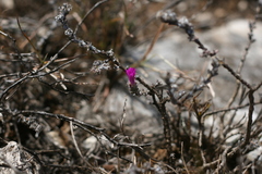 Trichodiadema intonsum