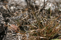 Trichodiadema intonsum