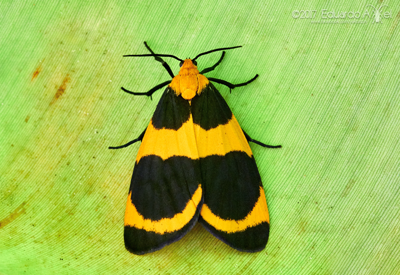 Eudesmia