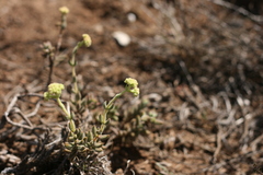 Crassula mesembryanthoides