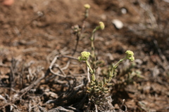 Crassula mesembryanthoides