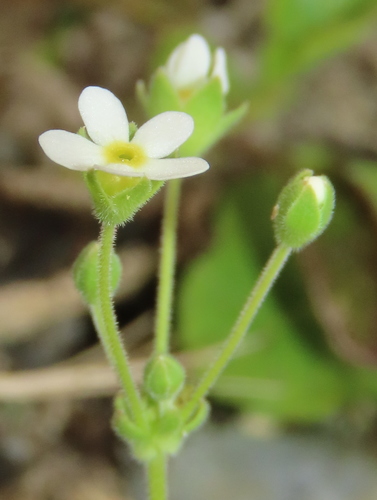 Androsace umbellata (Androsace umbellata)
