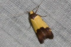 Heteroteucha kershawi