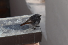 Phoenicurus ochruros