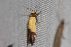 Heteroteucha kershawi