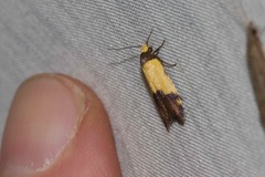 Heteroteucha kershawi