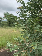 Pseudolachnostylis maprouneifolia