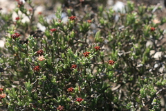 Ruschia recurva