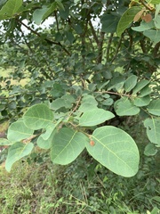 Pseudolachnostylis maprouneifolia
