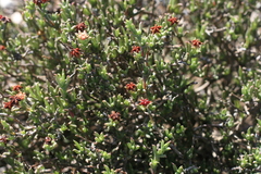 Ruschia recurva
