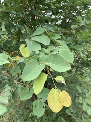 Pseudolachnostylis maprouneifolia