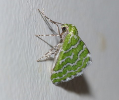 Argyrographa moderata