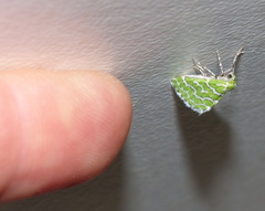 Argyrographa moderata