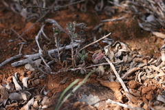 Trichodiadema orientale