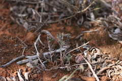 Trichodiadema orientale