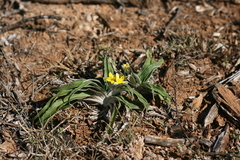 Hypoxis stellipilis