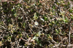 Delosperma uitenhagense