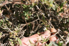 Delosperma uitenhagense