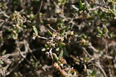 Delosperma uitenhagense